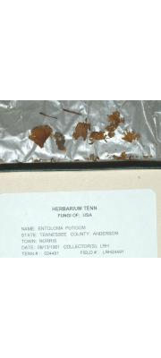 냄새외대버섯 (Entoloma putidum Hesler)