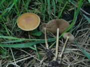 애기볏짚버섯 (Agrocybe arvalis (Fr.) Sing.)