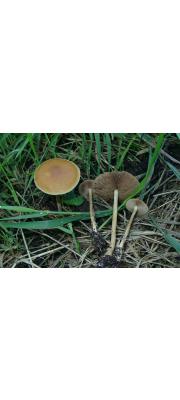 애기볏짚버섯 (Agrocybe arvalis (Fr.) Sing.)