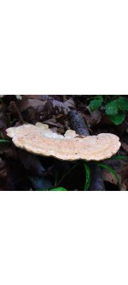 흰자작나무버섯(흰해면버섯) (Piptoporus soloniensis (Dubois) Pilát 흰자작나무버섯 > Piptoporus soloniensis (Lloyd) Imaz)