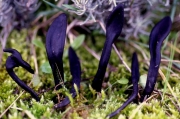 콩나물버섯(민콩나물버섯) (Geoglossum glabrum Pers.)