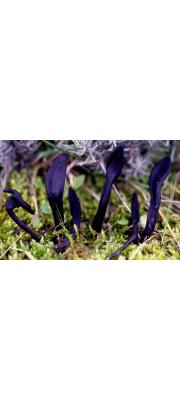 콩나물버섯(민콩나물버섯) (Geoglossum glabrum Pers.)