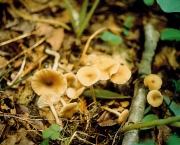 돌외대버섯 (Entoloma pyrinum (B. & C.) Hesler)