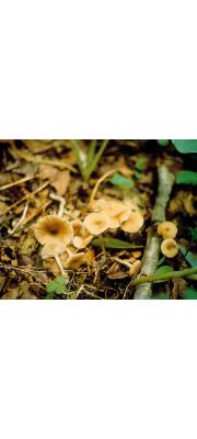 돌외대버섯 (Entoloma pyrinum (B. &amp; C.) Hesler)