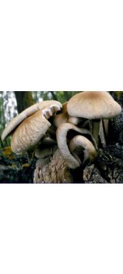 버들볏짚버섯(버들송이) (Agrocybe cylindracea (DC.) Gillet)