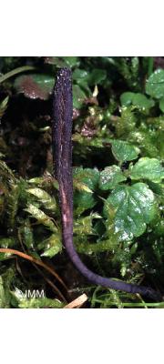 주걱콩나물버섯 (Geoglossum peckianum Cooke)