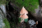 붉은꼭지버섯(붉은꼭지외대버섯) (Inocephalus quadratus (Berk. & M.A. Curtis) T.J. Baroni  > Entoloma quadratum (Berk. & Curt.) Horak > Rhodophyllus salmoneus (Peck) Sing. > Rhodophyllus quadratus (Berk. & Curt.) Hongo)