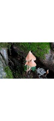 붉은꼭지버섯(붉은꼭지외대버섯) (Inocephalus quadratus (Berk. &amp; M.A. Curtis) T.J. Baroni  > Entoloma quadratum (Berk. &amp; Curt.) Horak > Rhodophyllus salmoneus (Peck) Sing. > Rhodophyllus quadratus (Berk. &amp; Curt.) Hongo)