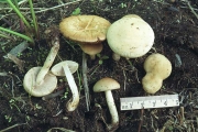 광택볏짚버섯(천사볏짚버섯, 천사비늘버섯) (Agrocybe dura (Bolt.) Sing. > Pholiota dura (Bolt.) Kumm. > Agrocybe vermiflua (Peck) Watling > Pholiota vermiflua (Peck) Sacc.)