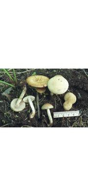 광택볏짚버섯(천사볏짚버섯, 천사비늘버섯) (Agrocybe dura (Bolt.) Sing. > Pholiota dura (Bolt.) Kumm. > Agrocybe vermiflua (Peck) Watling > Pholiota vermiflua (Peck) Sacc.)