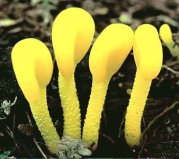 노란좀콩나물버섯 (Microglossum rufum (Schw.) Underw.)