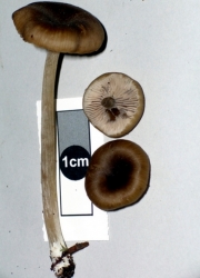 덧외대버섯 (Entoloma readii G. Stev.)