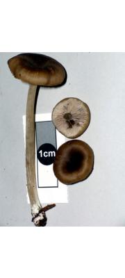 덧외대버섯 (Entoloma readii G. Stev.)
