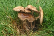보리볏짚버섯 (Agrocybe erebia (Fr.) Kühn. ex Sing.)