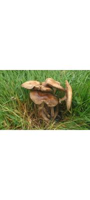 보리볏짚버섯 (Agrocybe erebia (Fr.) Kühn. ex Sing.)