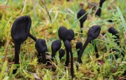 마귀숟갈버섯(검은마귀숟갈버섯, 검은콩나물버섯) (Trichoglossum hirsutum (Pers.) Boud)  > Trichoglossum hirsutum (Pers.) Boud. var. hirsutum > Trichoglossum hirstum var. capitatum (Pers.) Teng > Geoglossum capitatum Pers.)
