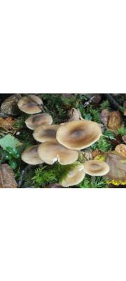 삿갓외대버섯 (Entoloma rhodopolium (Fr.) P. Kumm.)