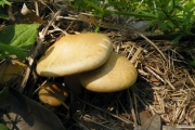 가루볏짚버섯 (Agrocybe farinacea Hongo > Agrocybe sororia var. farinacea (Hongo) Sing.)