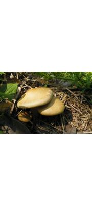 가루볏짚버섯 (Agrocybe farinacea Hongo > Agrocybe sororia var. farinacea (Hongo) Sing.)