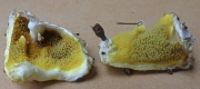 헌구두솔버섯 (Gyrodontium sacchari (Spreng.) Hjortst.  > Gyrodontium versicolor (Berk. & Br.) Maas G.)