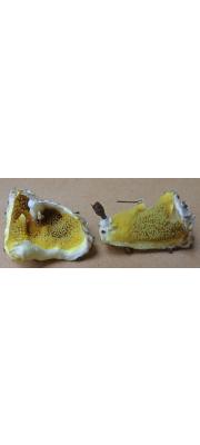 헌구두솔버섯 (Gyrodontium sacchari (Spreng.) Hjortst.  > Gyrodontium versicolor (Berk. &amp; Br.) Maas G.)