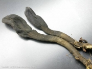 털마귀숟갈버섯 (Trichoglossum octopartitum Mains)