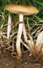 이끼볏짚버섯 (Agrocybe paludosa (J. Lange) Kühn. & Romagn.)