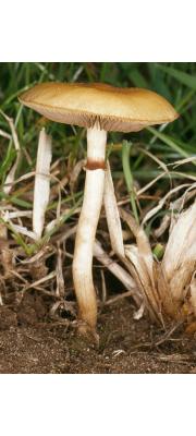 이끼볏짚버섯 (Agrocybe paludosa (J. Lange) Kühn. &amp; Romagn.)