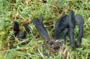 잔털마귀숟갈버섯(왈트마귀숟갈버섯) (Trichoglossum walteri (Berk.) Dur.)
