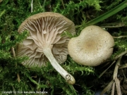 주름외대버섯 (Entoloma rugosum (Malencon) Bon)