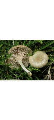 주름외대버섯 (Entoloma rugosum (Malencon) Bon)