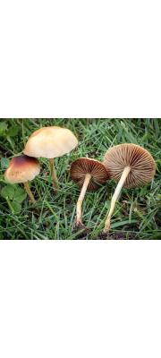 황토볏짚버섯 (Agrocybe pediades (Fr.) Fayod  > Agrocybe semiorbicularis (Bull.) Fayod)