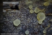 원추바퀴버섯 (Orbilia coccinella (Somm.) P. Karst.)