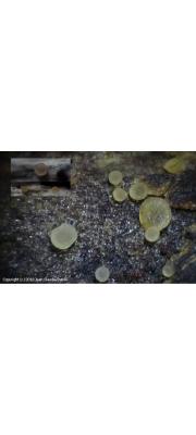 원추바퀴버섯 (Orbilia coccinella (Somm.) P. Karst.)