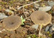 잔디외대버섯 (Entoloma rusticoides (Gill.) Noord. 잔디외대버섯)