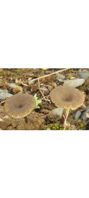 잔디외대버섯 (Entoloma rusticoides (Gill.) Noord. 잔디외대버섯)