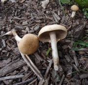 볏짚버섯 (Agrocybe praecox (Pers.) Fayod)