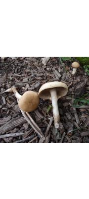 볏짚버섯 (Agrocybe praecox (Pers.) Fayod)