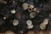 바랜바퀴버섯 (Orbilia inflatula (P. Karst.) P. Karst.)