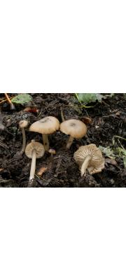 짚외대버섯 (Entoloma sarcitum (Fr.) Noordel.)