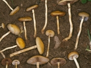 반구볏짚버섯 (Agrocybe sphaleromorpha (Bull.) Fayod)