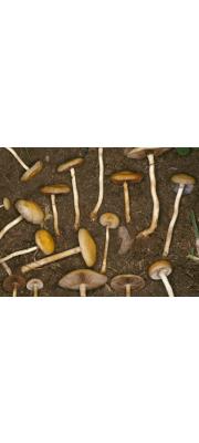 반구볏짚버섯 (Agrocybe sphaleromorpha (Bull.) Fayod)