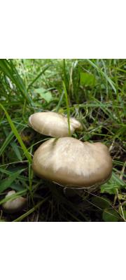 외대덧버섯 (Entoloma sarcopum Nagas. &amp; Hongo  > Entoloma crassipes Imz. &amp; Toki)
