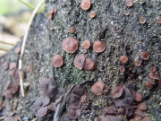 석탄주머니버섯 (Ascobolus carbonarius Karst.)