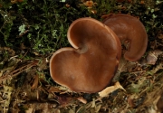 황토적색게딱지버섯(게딱지버섯) (Discina ancilis (Pers.) Sacc.)