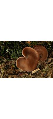 황토적색게딱지버섯(게딱지버섯) (Discina ancilis (Pers.) Sacc.)
