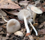 흰머리외대버섯(비단외대버섯) (Entoloma sericellum (Fr.) P. Kumm.)