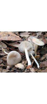 흰머리외대버섯(비단외대버섯) (Entoloma sericellum (Fr.) P. Kumm.)