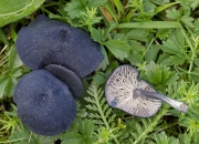 톱니외대버섯(검은외대버섯) (Entoloma serrulatum (Fr.) Hesler)