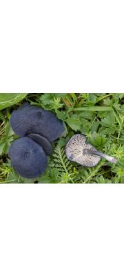 톱니외대버섯(검은외대버섯) (Entoloma serrulatum (Fr.) Hesler)